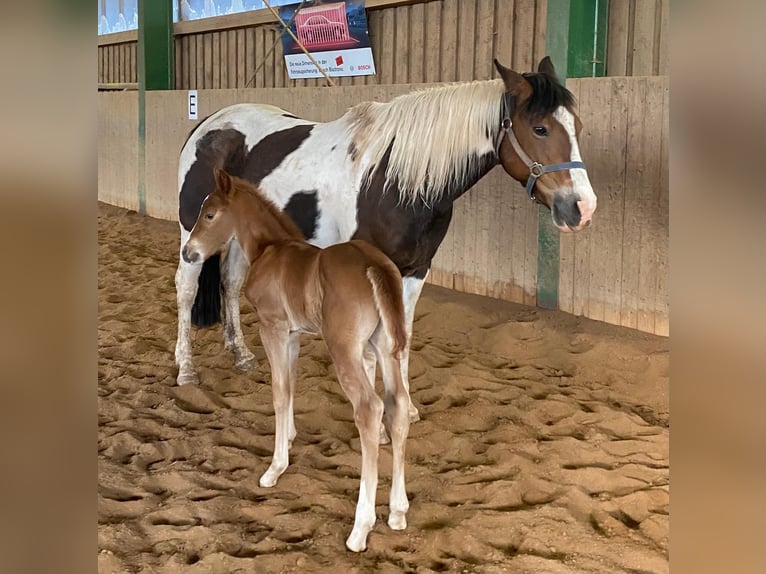 American Paint Horse Stallone 1 Anno 148 cm Sauro in Erbendorf