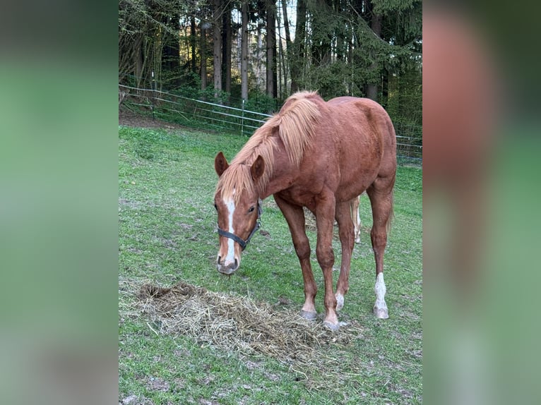 American Paint Horse Stallone 1 Anno 148 cm Sauro in Erbendorf