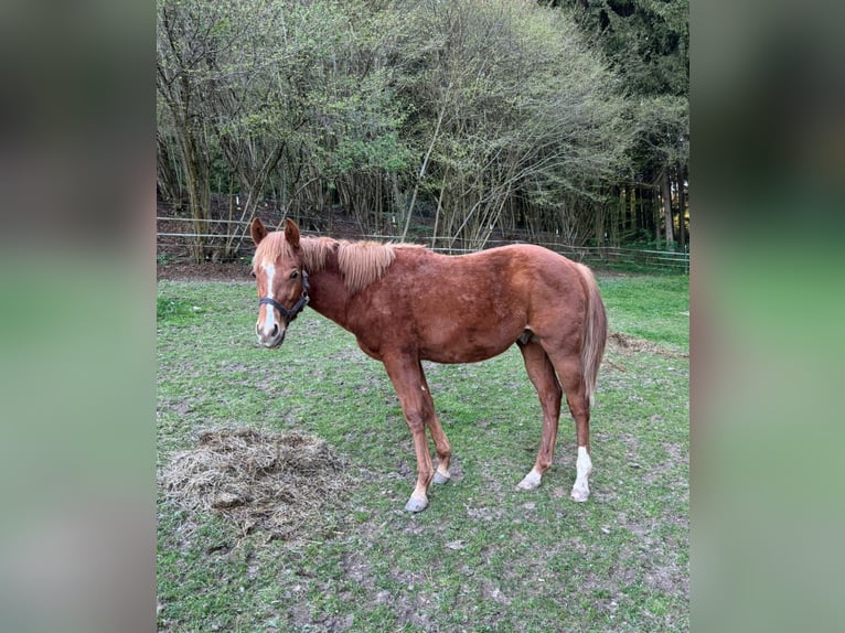 American Paint Horse Stallone 1 Anno 148 cm Sauro in Erbendorf