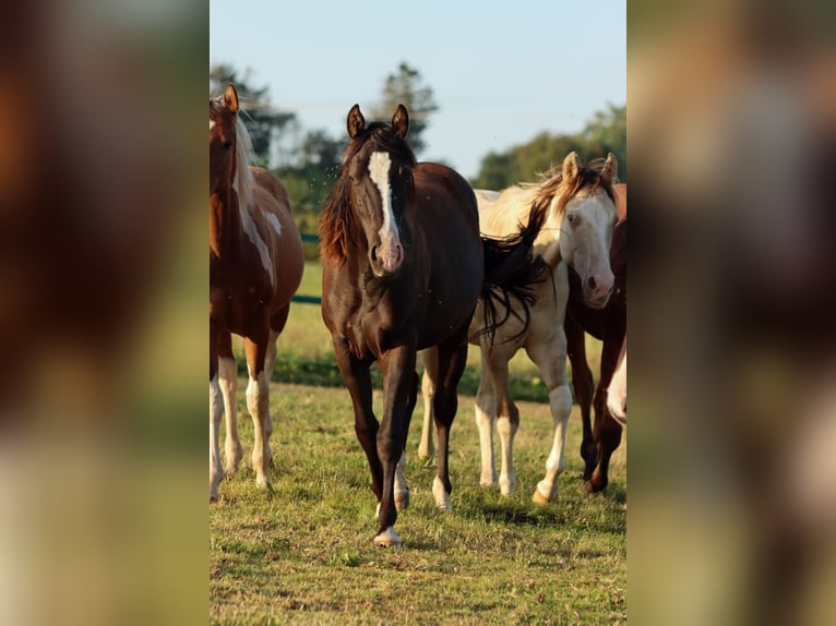 American Paint Horse Stallone 1 Anno 150 cm Morello in Hellenthal