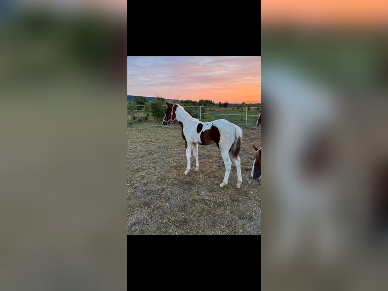 American Paint Horse Stallone 1 Anno 150 cm Tobiano-tutti i colori in Rottleben