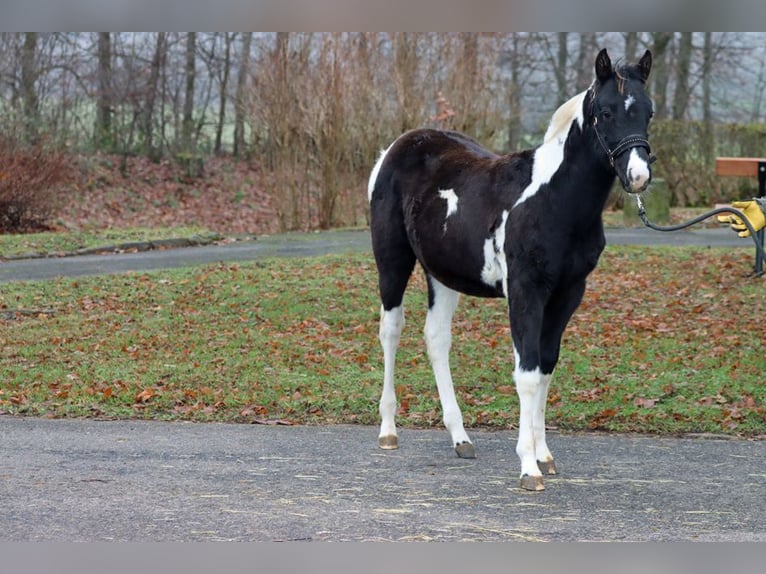 American Paint Horse Stallone 1 Anno 150 cm Tobiano-tutti i colori in Hellenthal