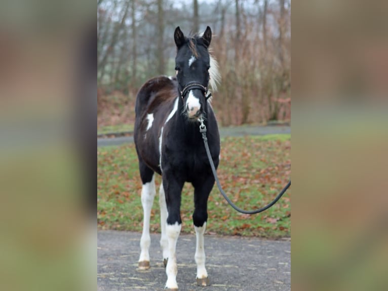 American Paint Horse Stallone 1 Anno 150 cm Tobiano-tutti i colori in Hellenthal