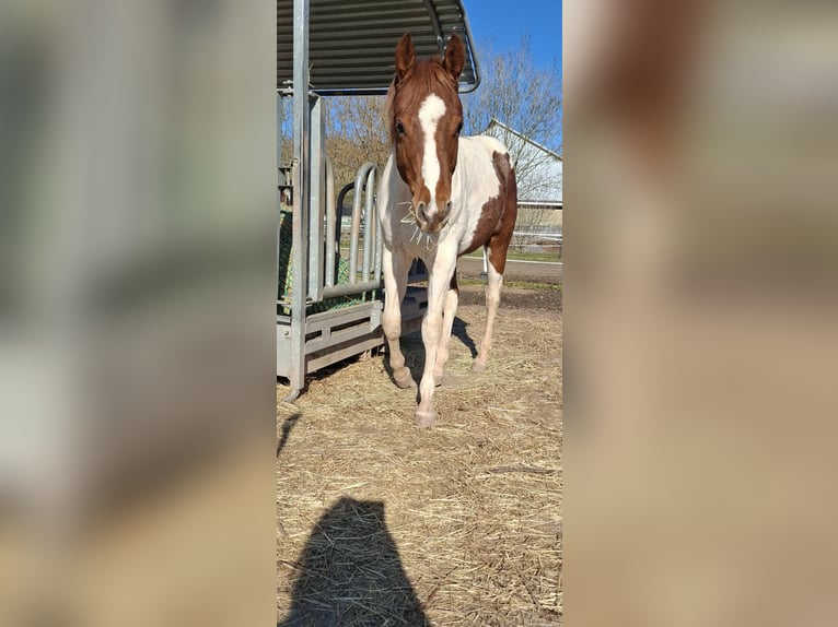 American Paint Horse Stallone 1 Anno 152 cm Pezzato in Auengrund
