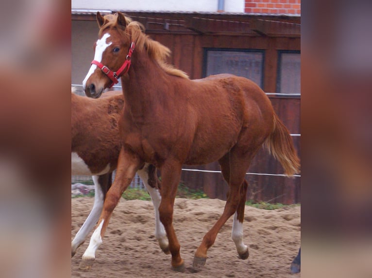 American Paint Horse Stallone 1 Anno 152 cm Sauro in Velpke