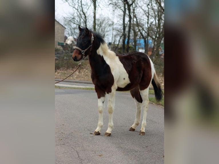 American Paint Horse Stallone 1 Anno 152 cm Tobiano-tutti i colori in Hellenthal