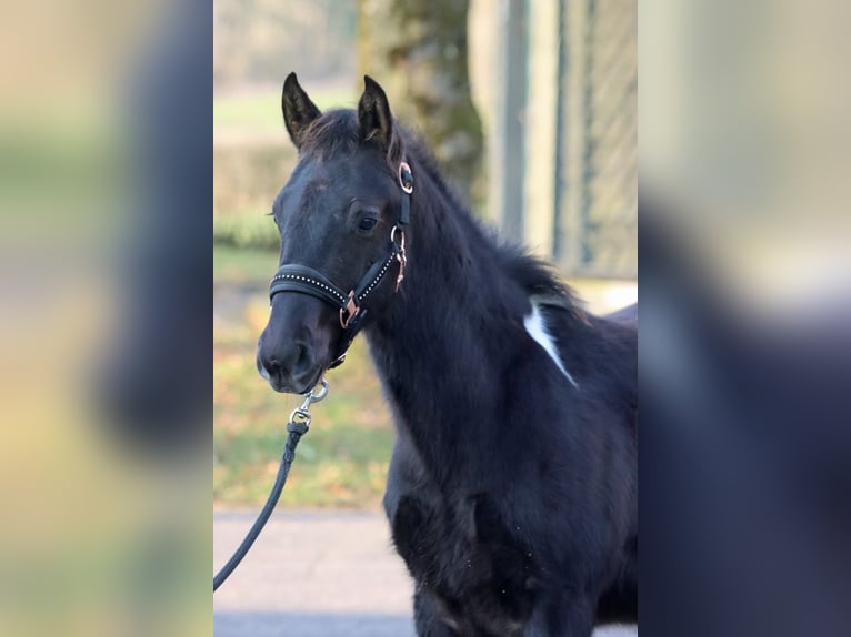 American Paint Horse Stallone 1 Anno 152 cm Tobiano-tutti i colori in Hellenthal