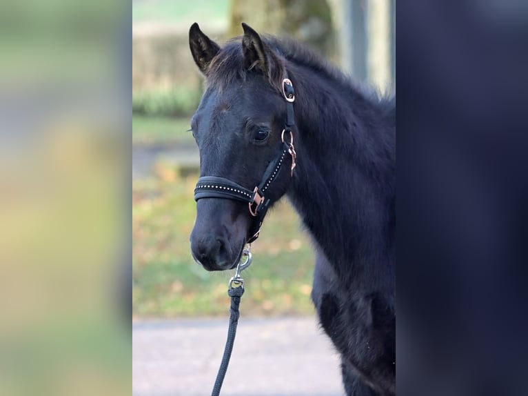 American Paint Horse Stallone 1 Anno 152 cm Tobiano-tutti i colori in Hellenthal
