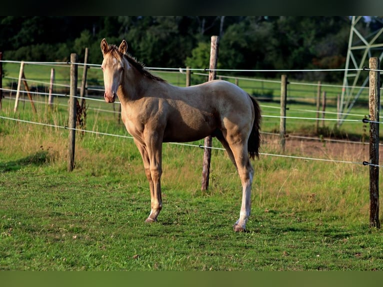 American Paint Horse Stallone 1 Anno 153 cm Champagne in Hellenthal
