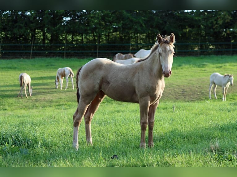 American Paint Horse Stallone 1 Anno 153 cm Champagne in Hellenthal