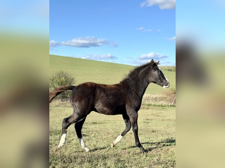 American Paint Horse Stallone 1 Anno 153 cm Morello in Slovakia