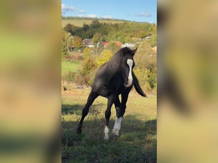 American Paint Horse Stallone 1 Anno 153 cm Morello in Slovakia