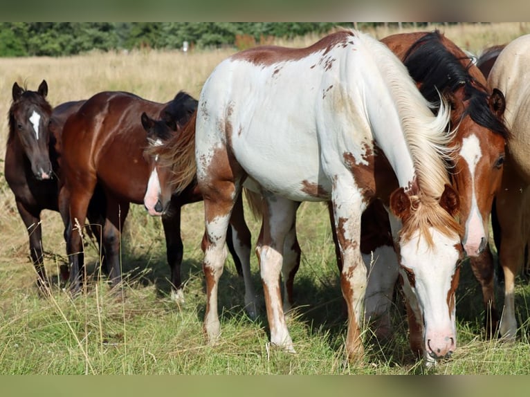 American Paint Horse Stallone 1 Anno 153 cm Overo-tutti i colori in Hellenthal