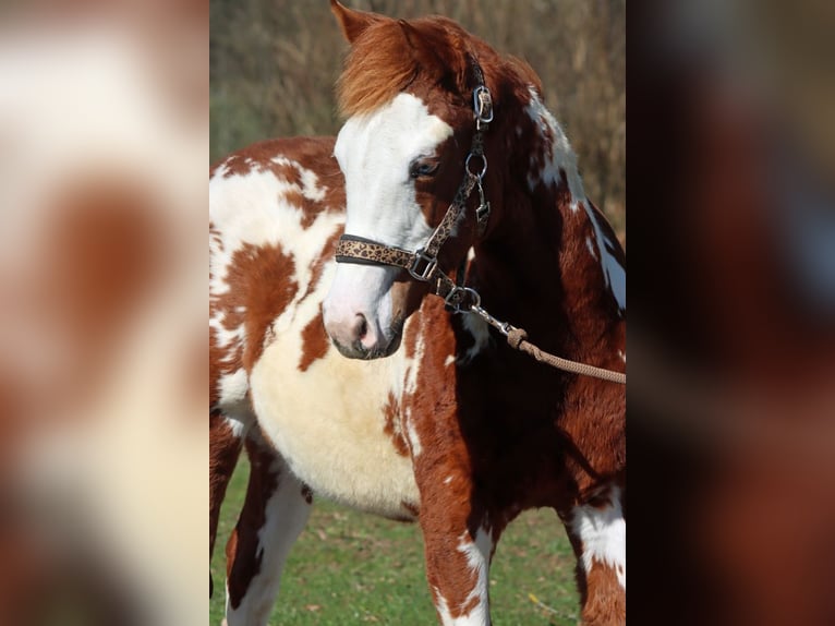 American Paint Horse Stallone 1 Anno 153 cm Overo-tutti i colori in Hellenthal