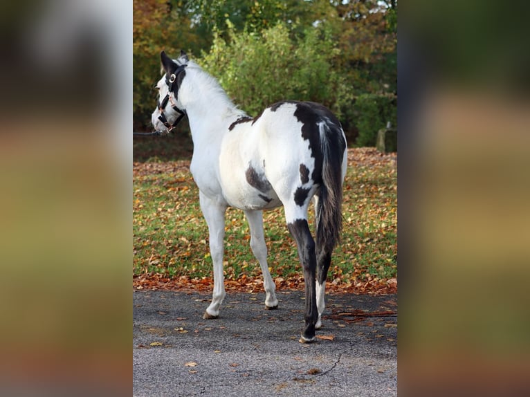 American Paint Horse Stallone 1 Anno 153 cm Overo-tutti i colori in Hellenthal