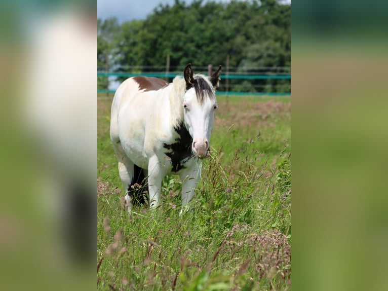 American Paint Horse Stallone 1 Anno 153 cm Overo-tutti i colori in Hellenthal