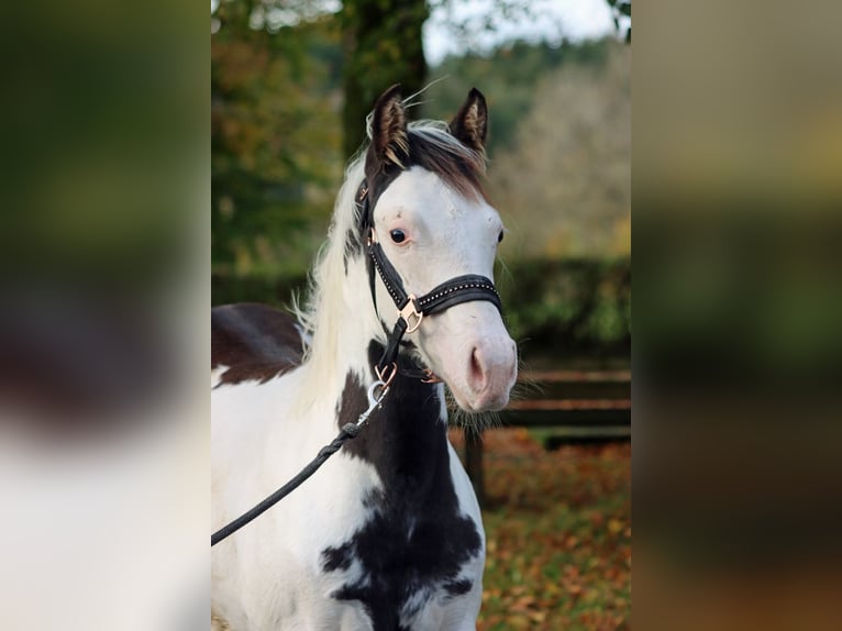 American Paint Horse Stallone 1 Anno 153 cm Overo-tutti i colori in Hellenthal