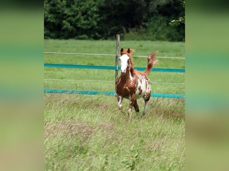 American Paint Horse Stallone 1 Anno 153 cm Overo-tutti i colori in Hellenthal