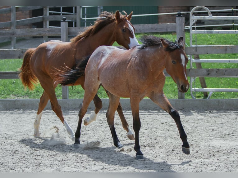 American Paint Horse Stallone 1 Anno 154 cm Baio roano in Duingen