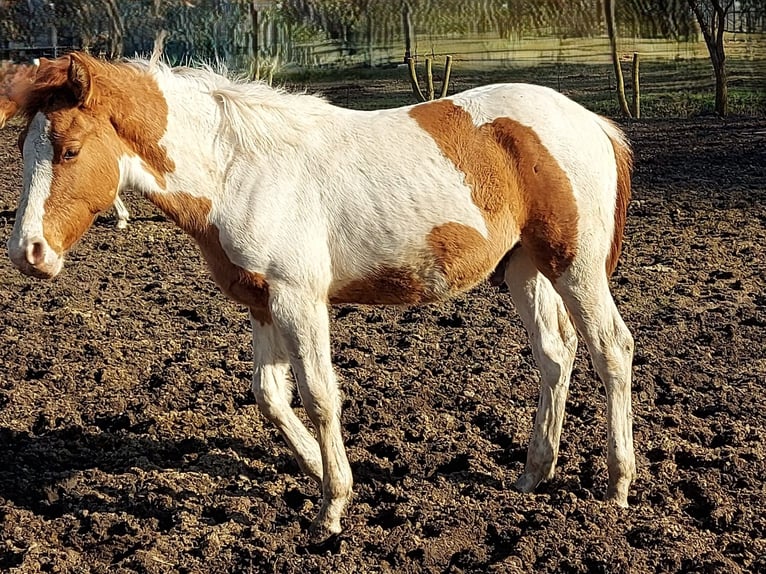 American Paint Horse Stallone 1 Anno 154 cm Tobiano-tutti i colori in Meyenburg