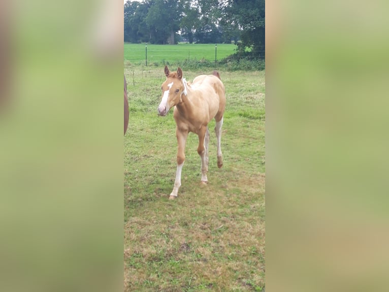 American Paint Horse Stallone 1 Anno 155 cm Champagne in Neuenhaus