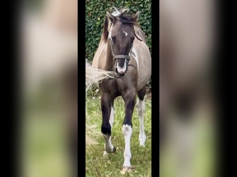 American Paint Horse Stallone 1 Anno 155 cm Grullo in ZUTENDAAL