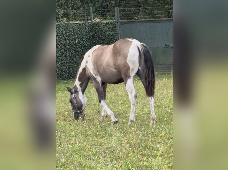 American Paint Horse Stallone 1 Anno 155 cm Grullo in ZUTENDAAL
