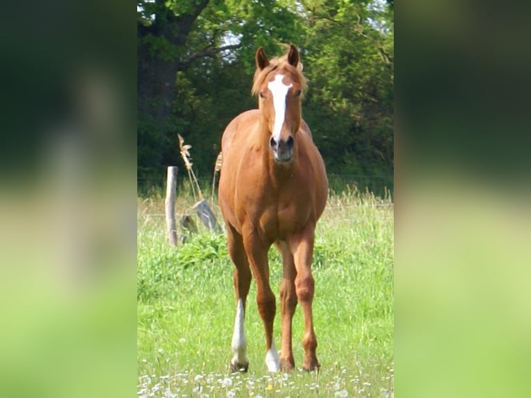 American Paint Horse Stallone 1 Anno 155 cm Sauro in Velpke