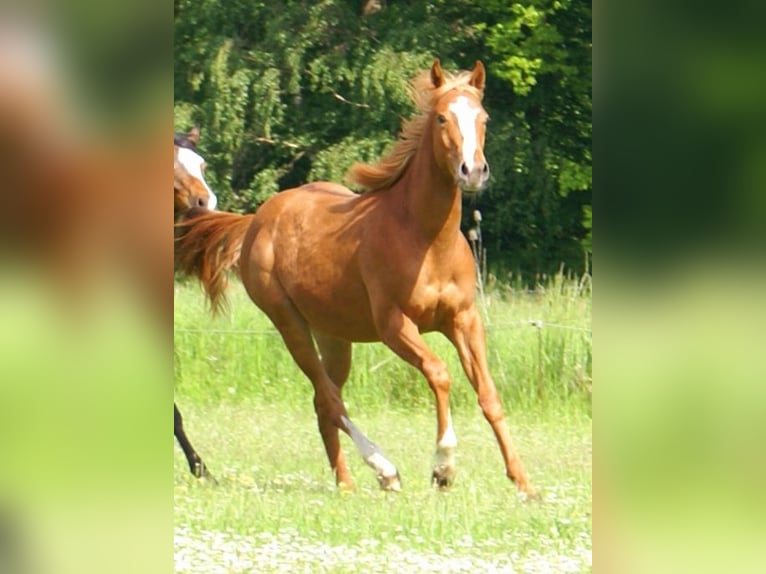 American Paint Horse Stallone 1 Anno 155 cm Sauro in Velpke