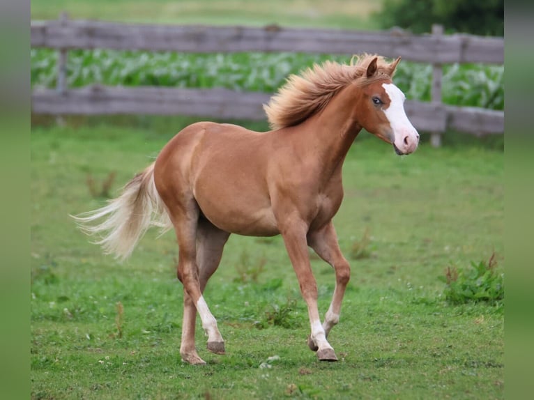 American Paint Horse Stallone 1 Anno 155 cm Sauro in Taufkirchen (Vils)