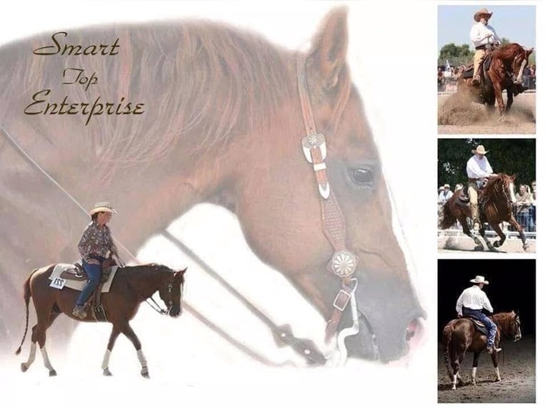 American Paint Horse Stallone 1 Anno 155 cm Sauro scuro in Landau