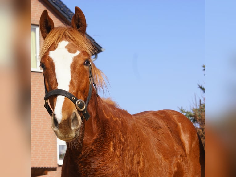 American Paint Horse Stallone 1 Anno 155 cm Sauro scuro in Velpke