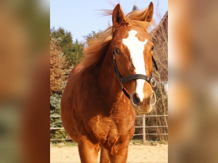 American Paint Horse Stallone 1 Anno 155 cm Sauro scuro in Velpke