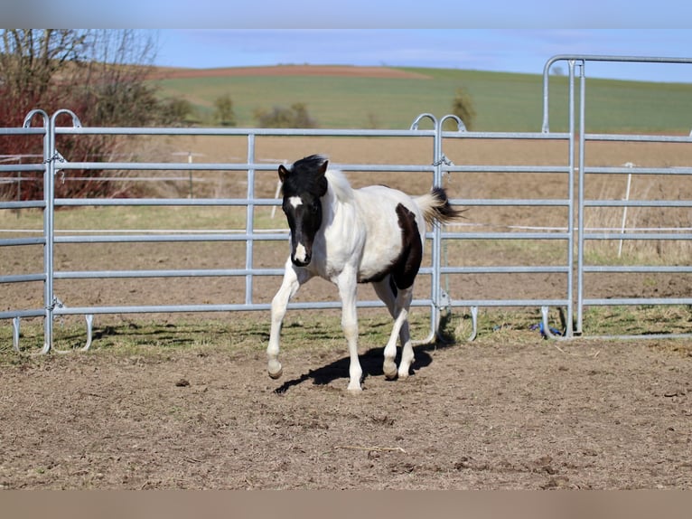 American Paint Horse Stallone 1 Anno 155 cm Tobiano-tutti i colori in FritzlarFritzlar