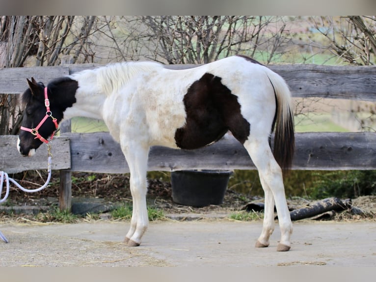 American Paint Horse Stallone 1 Anno 155 cm Tobiano-tutti i colori in FritzlarFritzlar