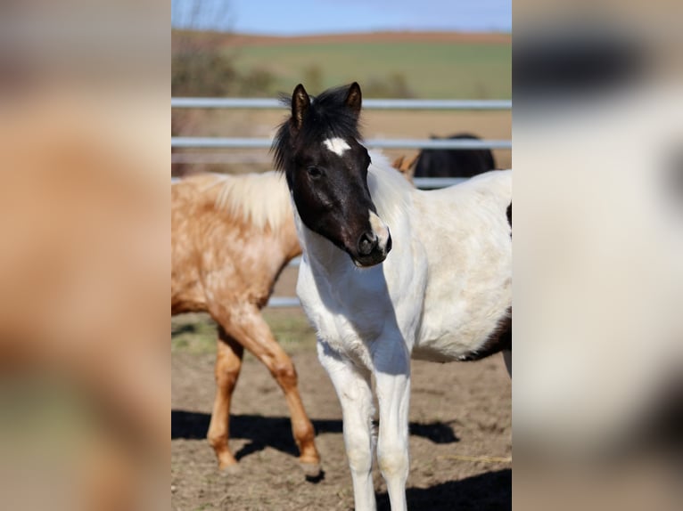 American Paint Horse Stallone 1 Anno 155 cm Tobiano-tutti i colori in FritzlarFritzlar