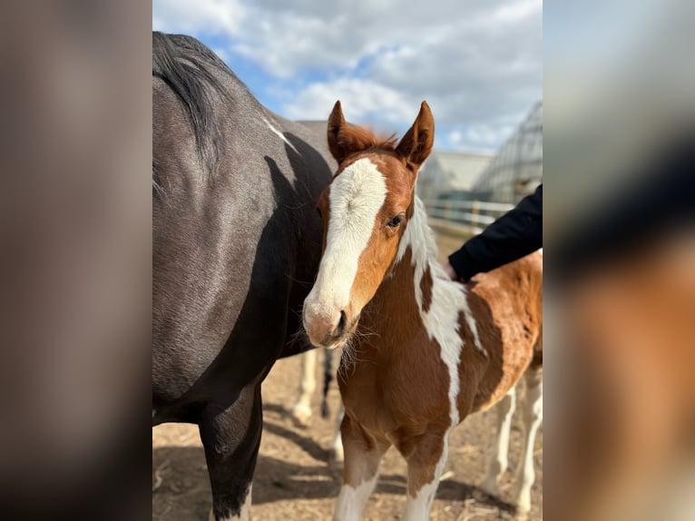 American Paint Horse Stallone 1 Anno 155 cm Tobiano-tutti i colori in Mehren