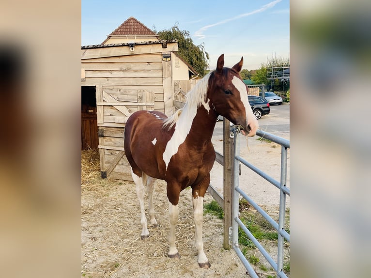 American Paint Horse Stallone 1 Anno 155 cm Tobiano-tutti i colori in Mehren