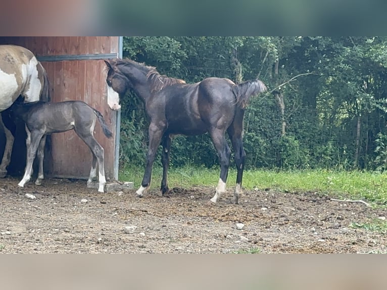 American Paint Horse Stallone 1 Anno 156 cm Morello in Opi