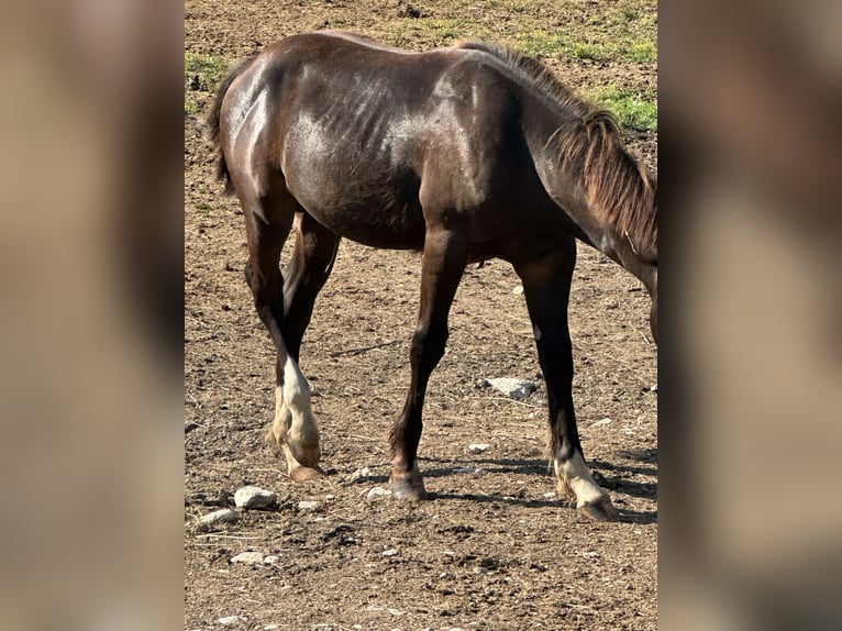 American Paint Horse Stallone 1 Anno 156 cm Morello in Opi