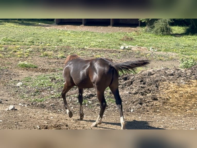 American Paint Horse Stallone 1 Anno 156 cm Morello in Opi