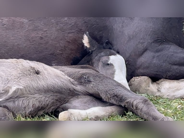 American Paint Horse Stallone 1 Anno 156 cm Overo-tutti i colori in Opi