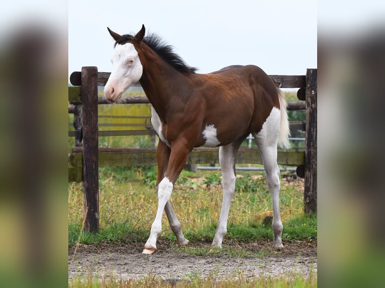 American Paint Horse Stallone 1 Anno 160 cm Overo-tutti i colori in Dedemsvaart