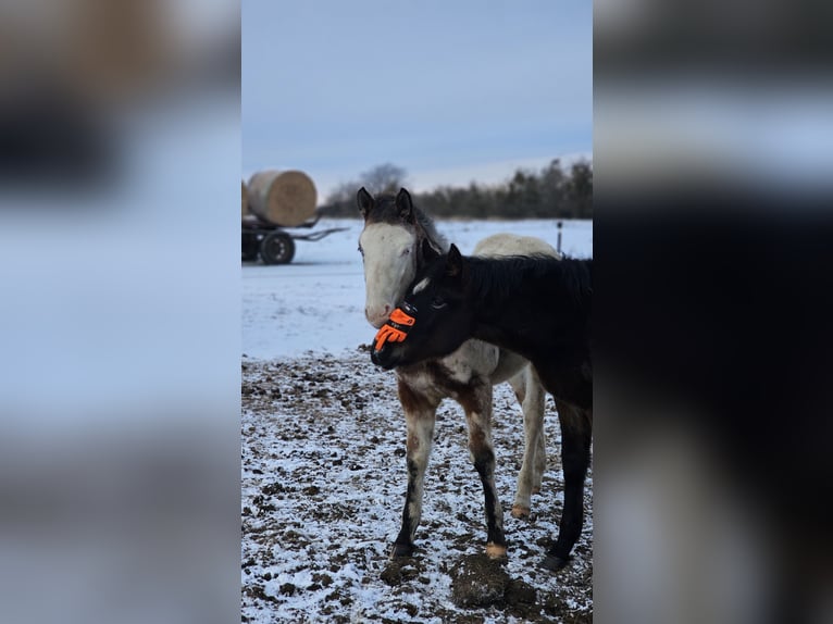 American Paint Horse Mix Stallone 1 Anno  in Gramzow