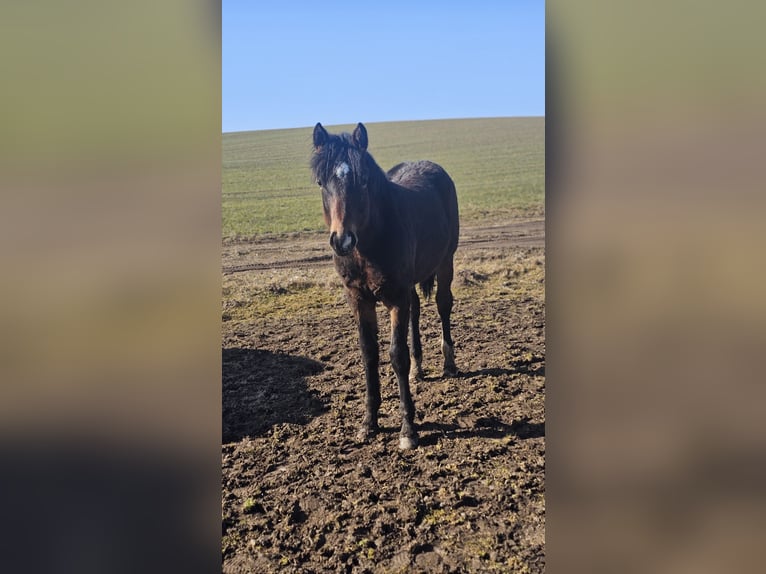 American Paint Horse Mix Stallone 1 Anno  in Gramzow