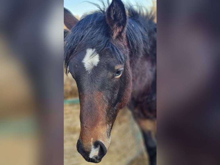 American Paint Horse Mix Stallone 1 Anno  in Gramzow