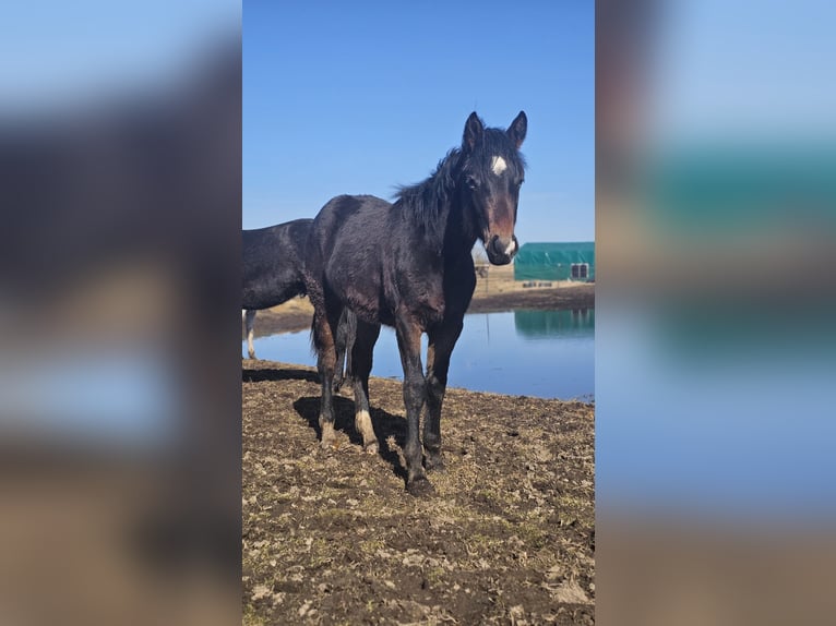 American Paint Horse Mix Stallone 1 Anno  in Gramzow