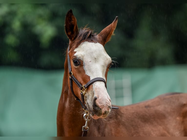 American Paint Horse Stallone 1 Anno Overo-tutti i colori in Ellgau