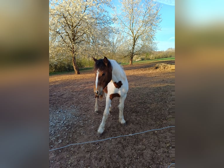 American Paint Horse Stallone 1 Anno Pezzato in Duderstadt