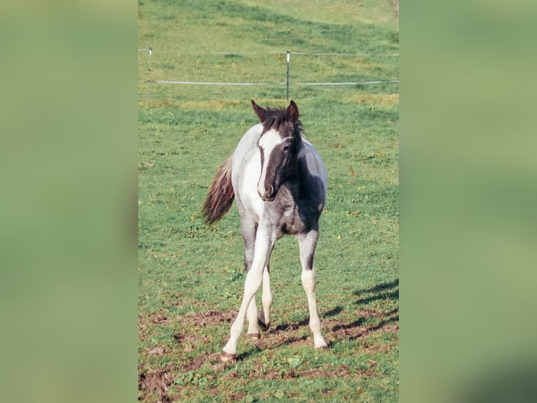 American Paint Horse Stallone 1 Anno Roano blu in Haldenwang